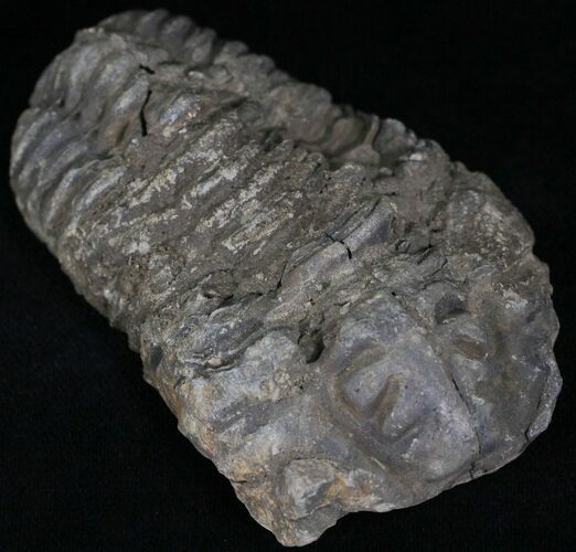 Calymene Trilobite From Morocco - Large Size #17898